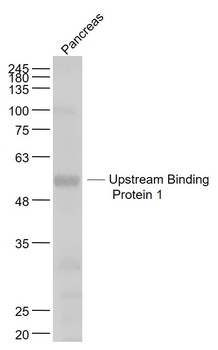 LBP1 antibody