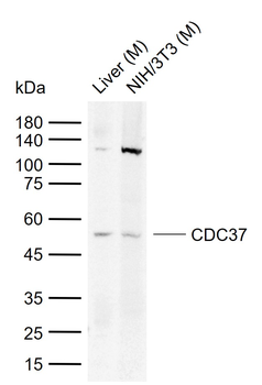 CDC37 Rabbit Polyclonal Antibody
