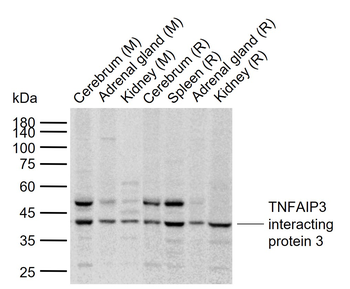 TNFAIP3 interacting protein 3 Rabbit Polyclonal Antibody
