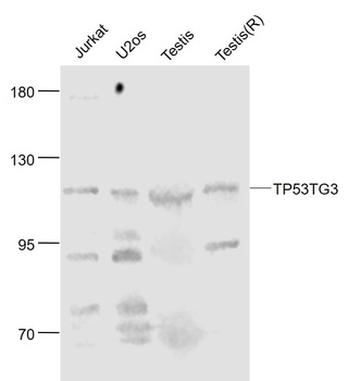 TP53TG3 antibody