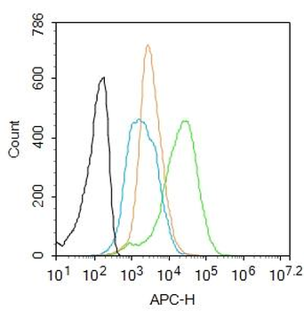 CAPG2 Rabbit Polyclonal Antibody