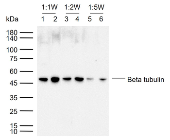 Beta tubulin Rabbit Polyclonal Antibody (Loading Control)