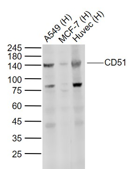 Integrin Alpha V + Beta 6 Rabbit Polyclonal Antibody