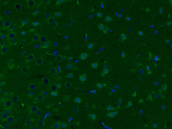 KLK8 Rabbit Polyclonal Antibody