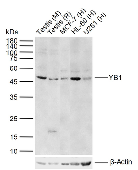 YB1 Rabbit Polyclonal Antibody