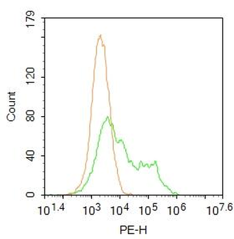 Plzf Rabbit Polyclonal Antibody