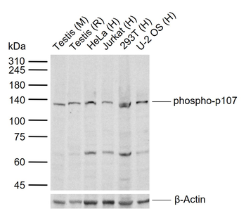 Phospho-p107 (Thr369) Rabbit Polyclonal Antibody