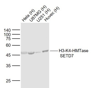 Histone H4 K4 methyltransferase antibody