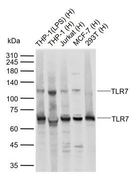 TLR7 Rabbit Polyclonal Antibody