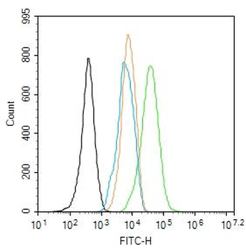 Alpha smooth muscle Actin Rabbit Polyclonal Antibody