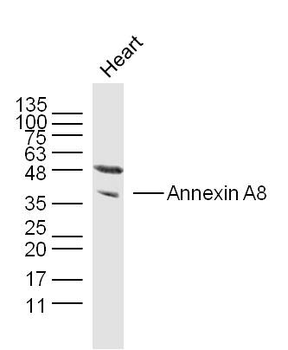 Annexin A8 Rabbit Polyclonal Antibody