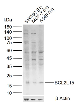BCL2L15 Rabbit Polyclonal Antibody
