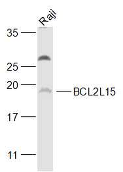BCL2L15 Rabbit Polyclonal Antibody