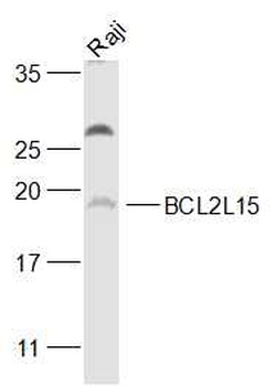 BCL2L15 antibody