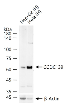 CCDC139 Rabbit Polyclonal Antibody