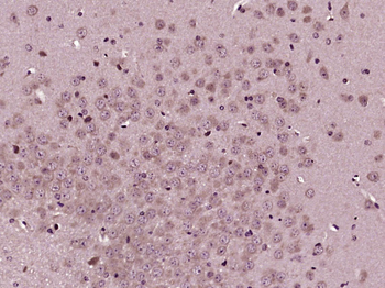 EDG1 Rabbit Polyclonal Antibody
