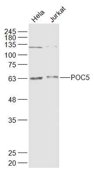 POC5 Rabbit Polyclonal Antibody