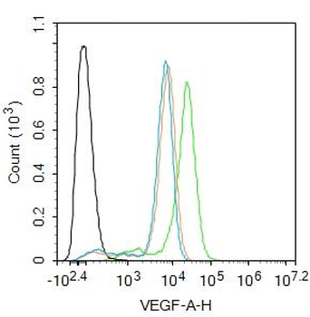 VEGFA Rabbit Polyclonal Antibody