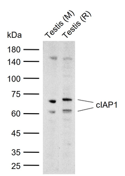 CIAP1 Rabbit Polyclonal Antibody
