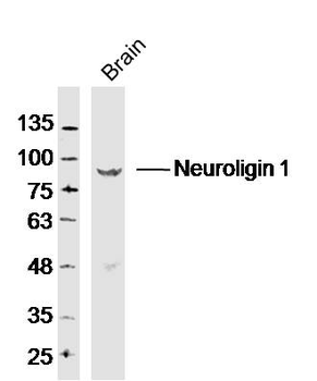 Neuroligin 1 Rabbit Polyclonal Antibody