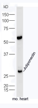 Adiponectin Rabbit Polyclonal Antibody