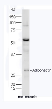 Adiponectin Rabbit Polyclonal Antibody
