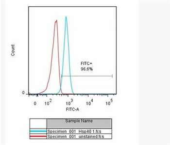 HSP40 Rabbit Polyclonal Antibody