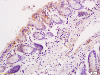 Sema3C Rabbit Polyclonal Antibody