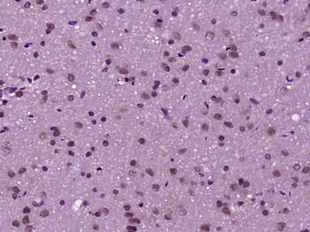 MAPK organizer 1 Rabbit Polyclonal Antibody