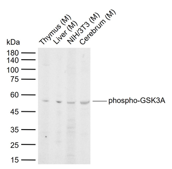Phospho-GSK3A (Ser21) Rabbit Polyclonal Antibody