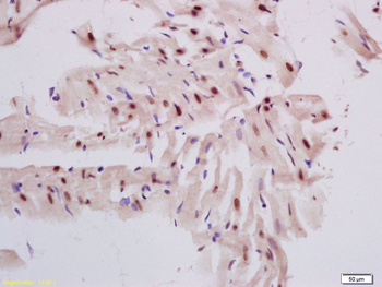 DNase gamma Rabbit Polyclonal Antibody