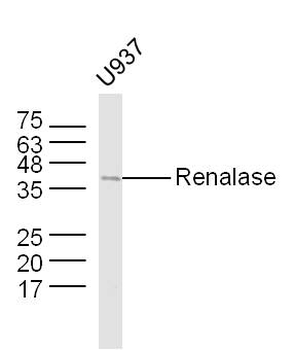 Renalase Rabbit Polyclonal Antibody