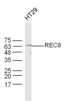 REC8 Rabbit Polyclonal Antibody