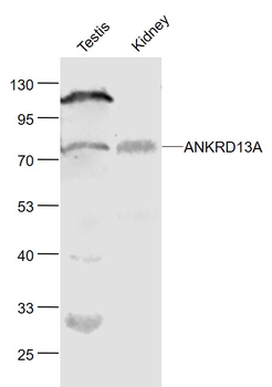 ANKRD13A Rabbit Polyclonal Antibody