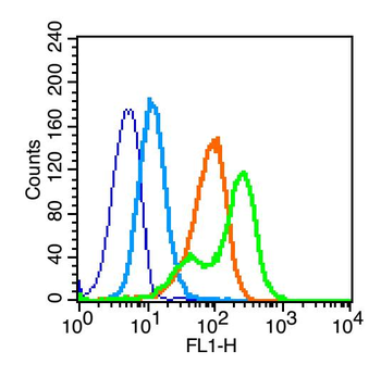 F-Actin Rabbit Polyclonal Antibody