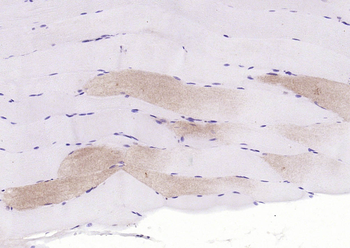 F-Actin Rabbit Polyclonal Antibody