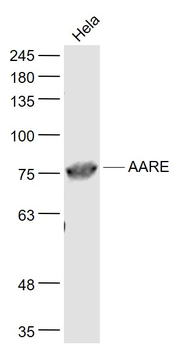 AARE Rabbit Polyclonal Antibody