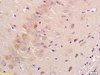 Contactin 3 Rabbit Polyclonal Antibody