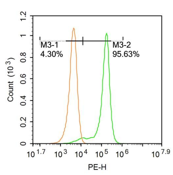 MFSD2A Rabbit Polyclonal Antibody
