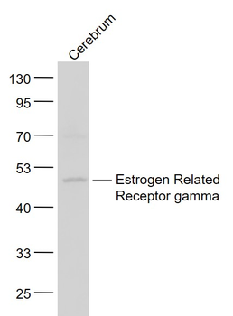 Estrogen Related Receptor gamma Rabbit Polyclonal Antibody