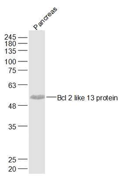 BCL2L13 Rabbit Polyclonal Antibody