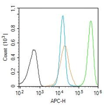 NUF2 Rabbit Polyclonal Antibody