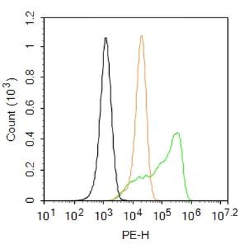 Cyclin B3 Rabbit Polyclonal Antibody