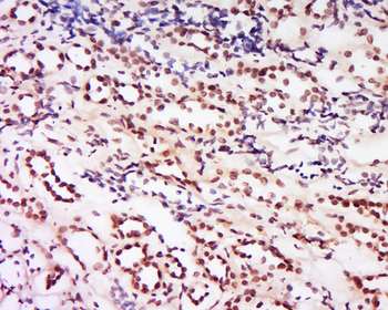 Phospho-Mst2 (Thr180) Rabbit Polyclonal Antibody