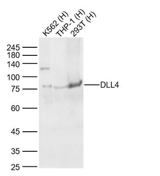 DLL4 Rabbit Polyclonal Antibody