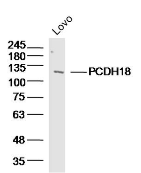 PCDH18 Rabbit Polyclonal Antibody