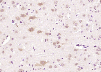 RIN1 Rabbit Polyclonal Antibody