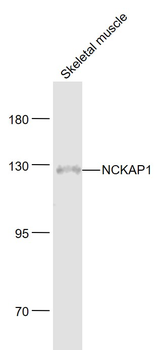 NCKAP1 Rabbit Polyclonal Antibody