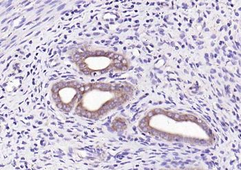 WNT7B Rabbit Polyclonal Antibody