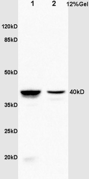 Annexin A1 Rabbit Polyclonal Antibody